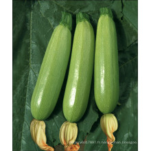 HSQ15 Shuoyou ronde vert F1 hybride courge / graines de courgettes